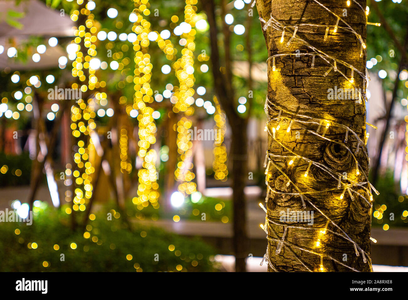 Blur - bokeh Decorative outdoor string lights hanging on tree in the garden  at night time - decorative christmas lights - happy new year Stock Photo -  Alamy