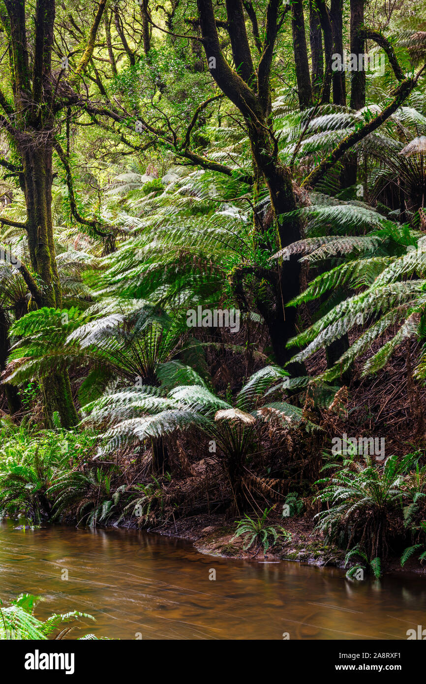 Large ferns in the Californian redwood forest in the Great Otway National Park in Victoria, Australia Stock Photo