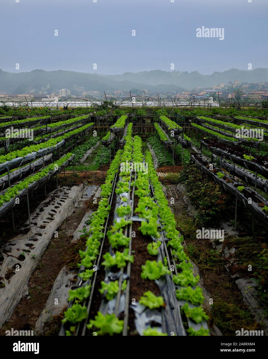 Vegetable garden with mountains in the background Stock Photo Alamy