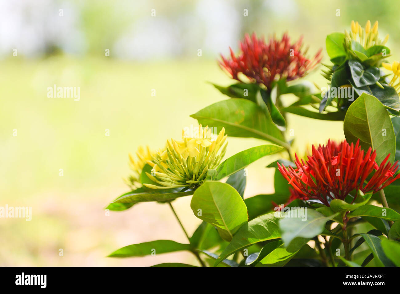 King Ixora yellow and red flower blooming in the garden beautiful nature green background / Chinensis Ixora coccinea Stock Photo