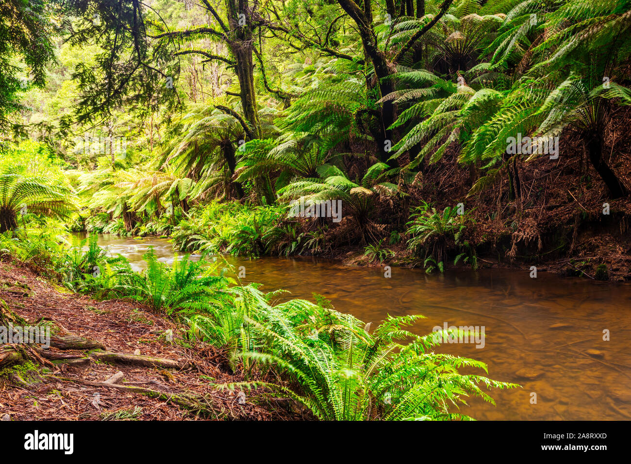 Californian redwood forest in the Great Otway National Park in Victoria, Australia Stock Photo