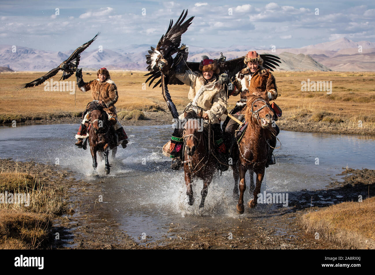 A group of traditional kazakh eagle hunters holding their golden eagles on horseback while galloping througha river. Ulgii, Mongolia. Stock Photo