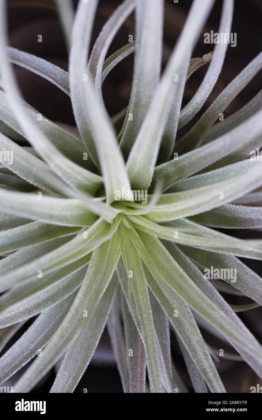 Tillandsia houseplant hi-res stock photography and images - Alamy