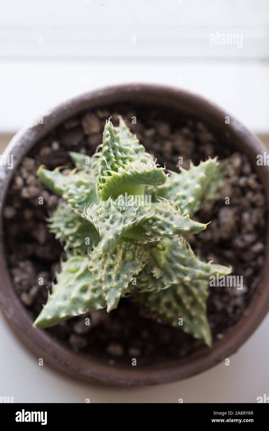 Faucaria tigrina - tiger's jaw plant. Stock Photo