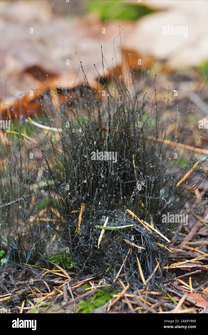 Phycomyces growing in a forest in Eugene, Oregon, USA. Stock Photo
