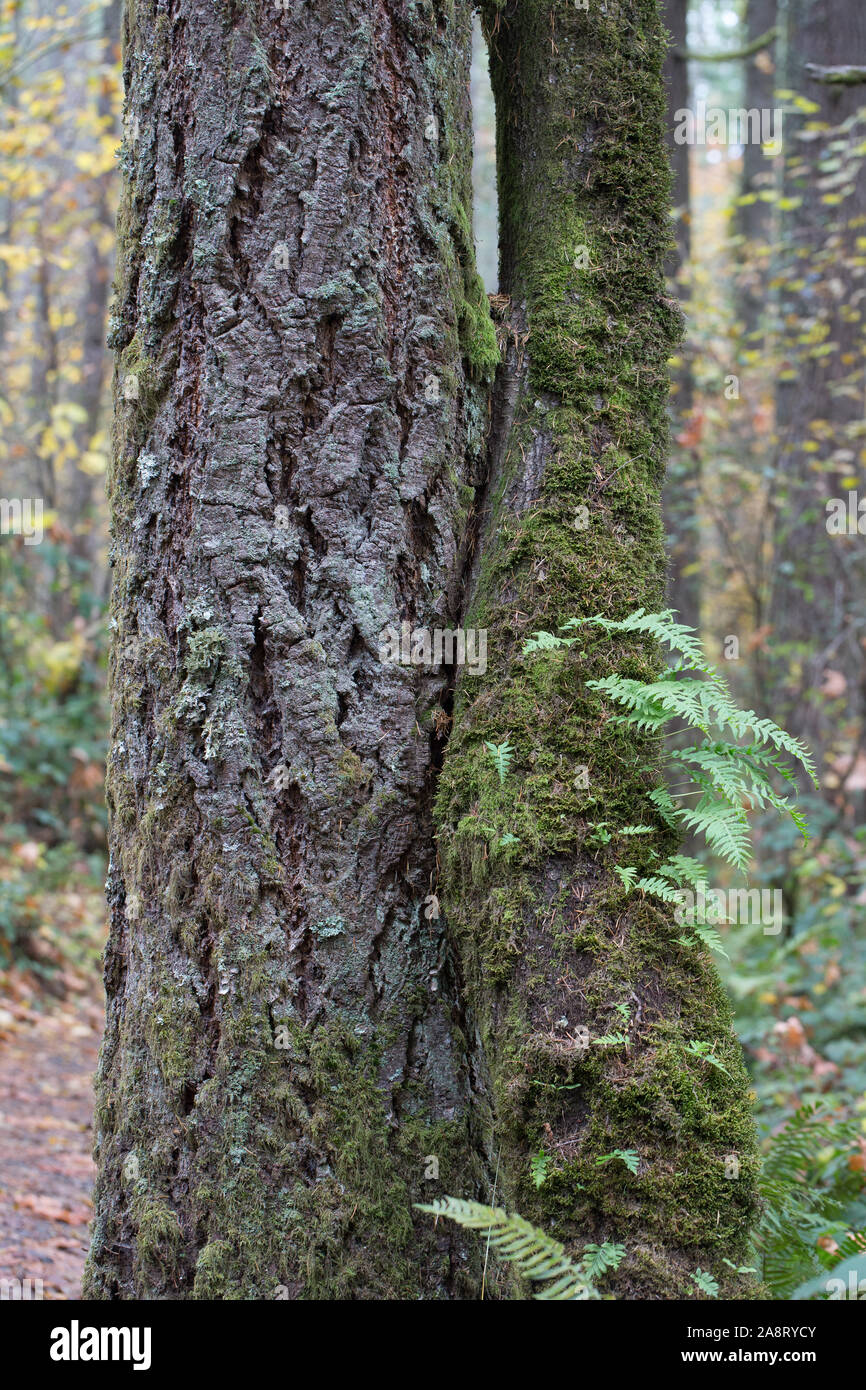 Two trees growing together hires stock photography and images Alamy