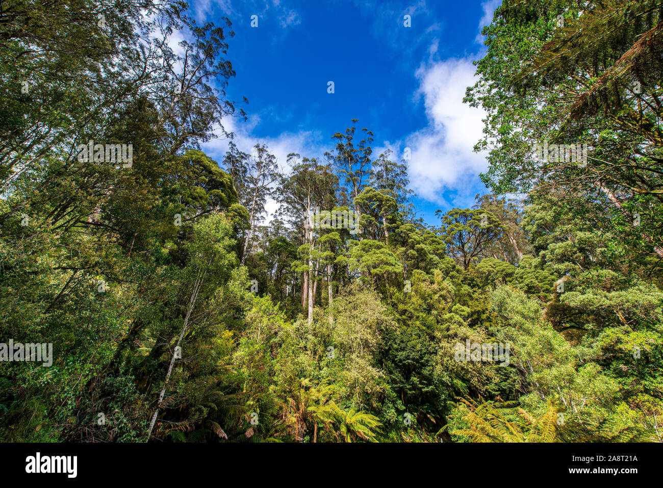 An opening in the tree canopy along Turtons Track, Otway National Park