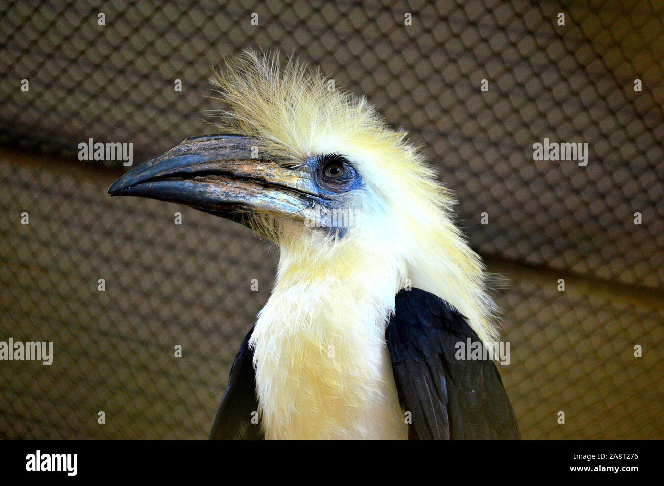 A white crowned hornbill at the Phang Nga Breeding Centre in Phang Nga Thailand Asia Stock Photo