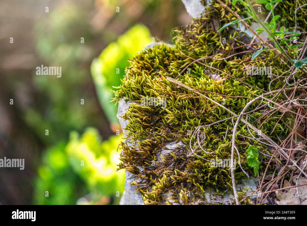 Fluffy soft green moss on stones in the forest. Soft moss carpet