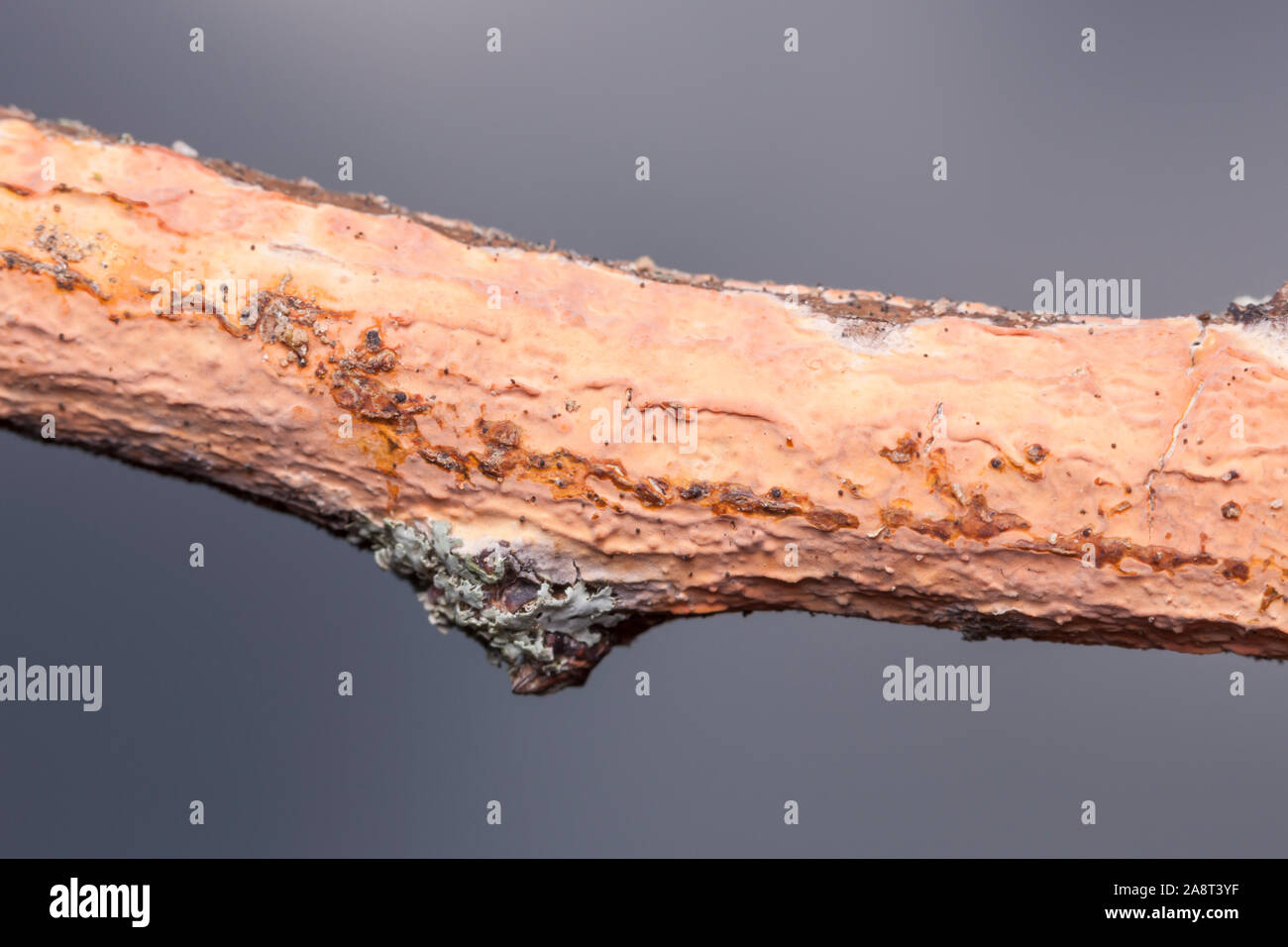 Rosy Crust (Peniophora incarnata) Stock Photo