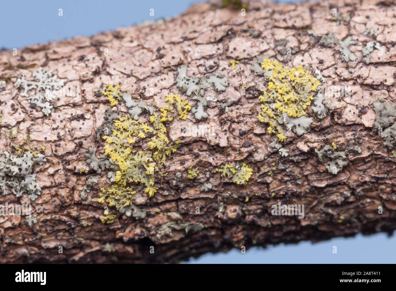 Candleflame Lichen (Candelaria concolor) Stock Photo