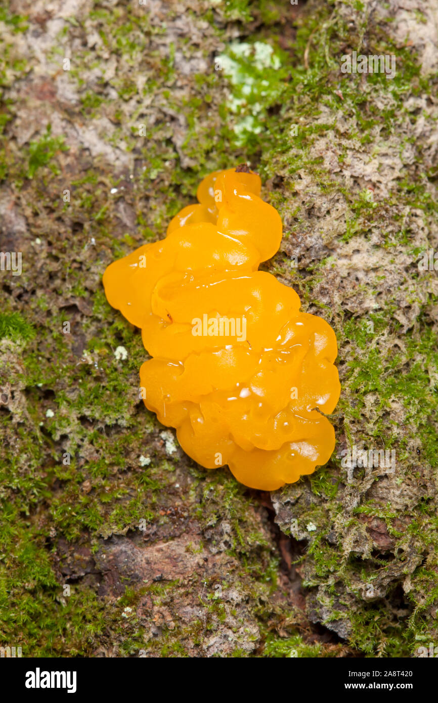 Orange Jelly Spot (Dacrymyces chysospermus) growing on the side of a tree. Stock Photo