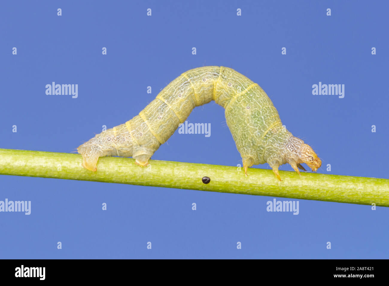 A Tuliptree Beauty Moth (Epimecis hortaria) caterpillar moves across