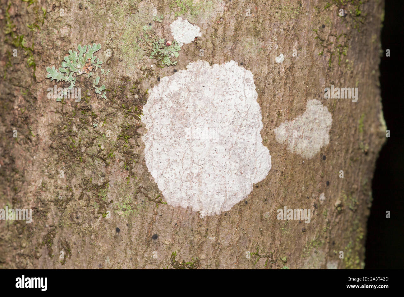 Whitewash Lichen (Phlyctis argena) Stock Photo
