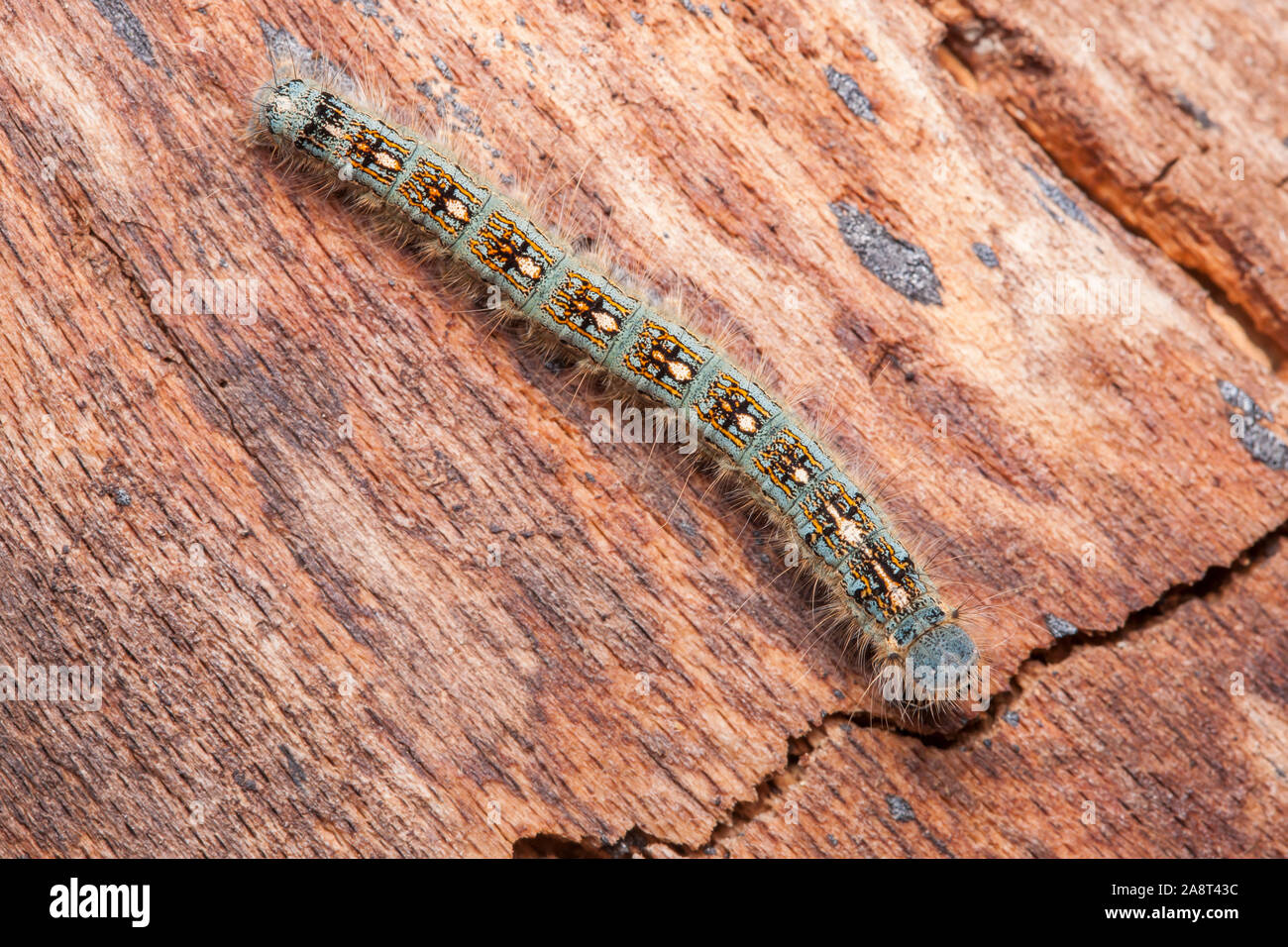 A Forest Tent Caterpillar Moth (Malacosoma disstria) caterpillar (larva) crawls across a decaying log. Stock Photo