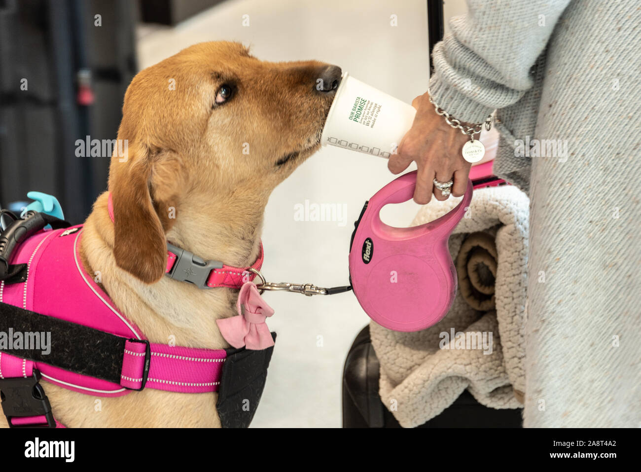 Woman traveler giving her companion dog a drink from her cup at Starbucks Coffee in the Hartsfield-Jackson Atlanta International Airport terminal. Stock Photo