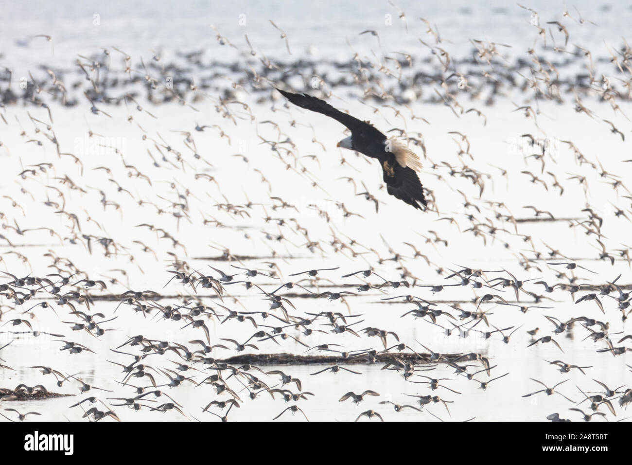 a flock of flying dunlin, bald eagle hunting for food, at Delta BC