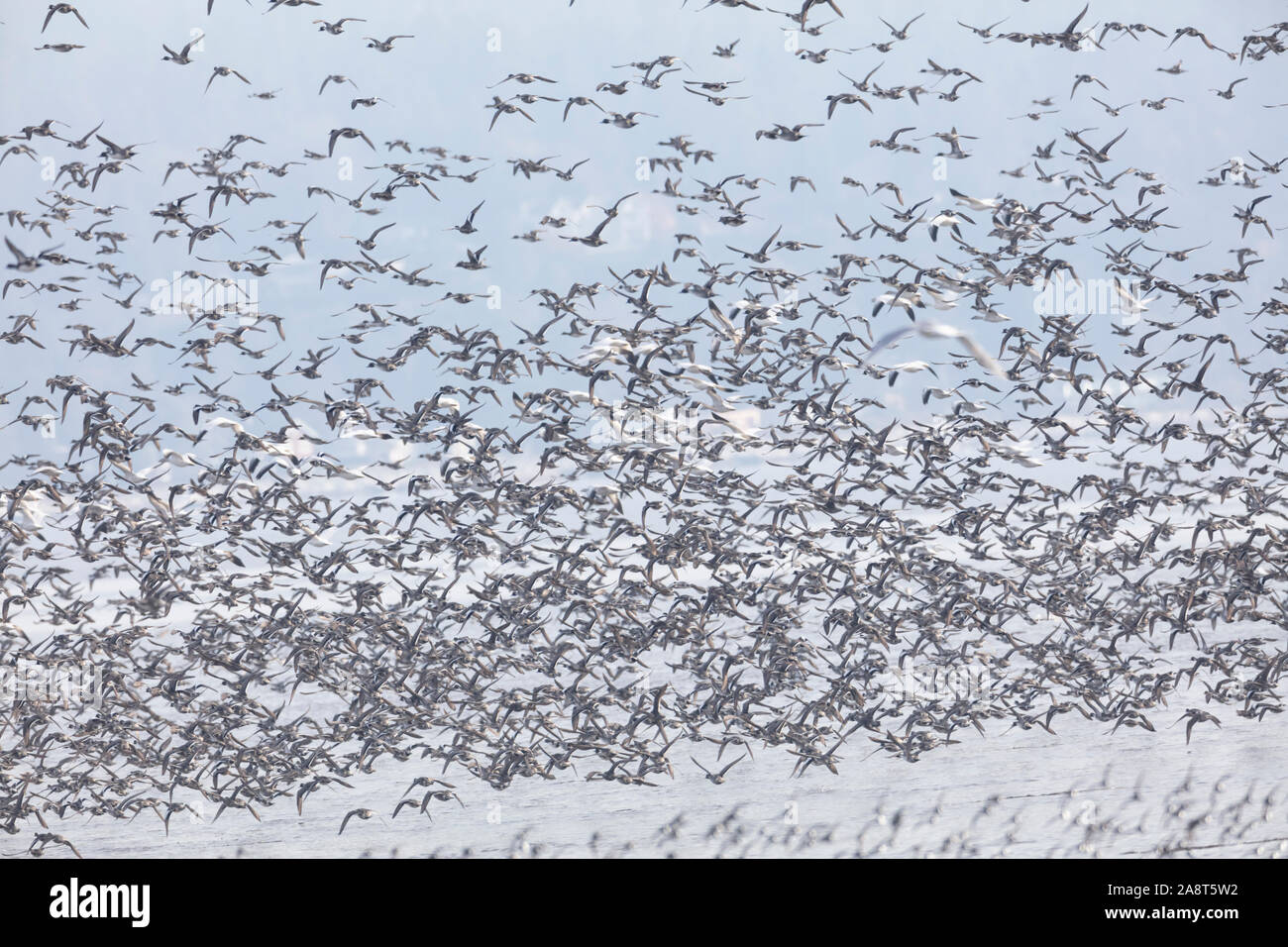 a flock of flying ducks,  Northern Pintail,  American Wigeon, at Delta BC Canada Stock Photo