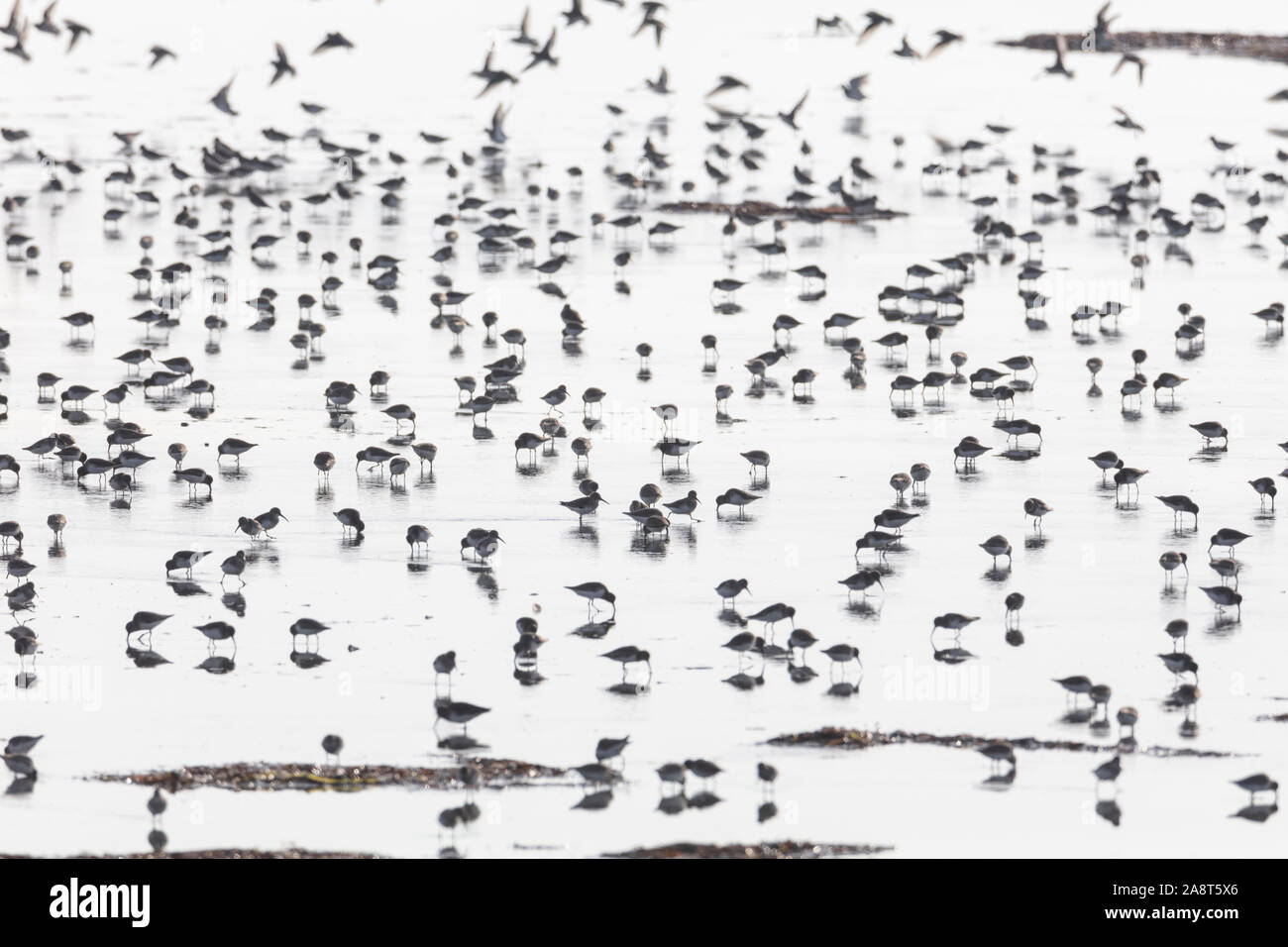 a flock of dunlin diet at beach on Delta BC Canada Stock Photo Alamy