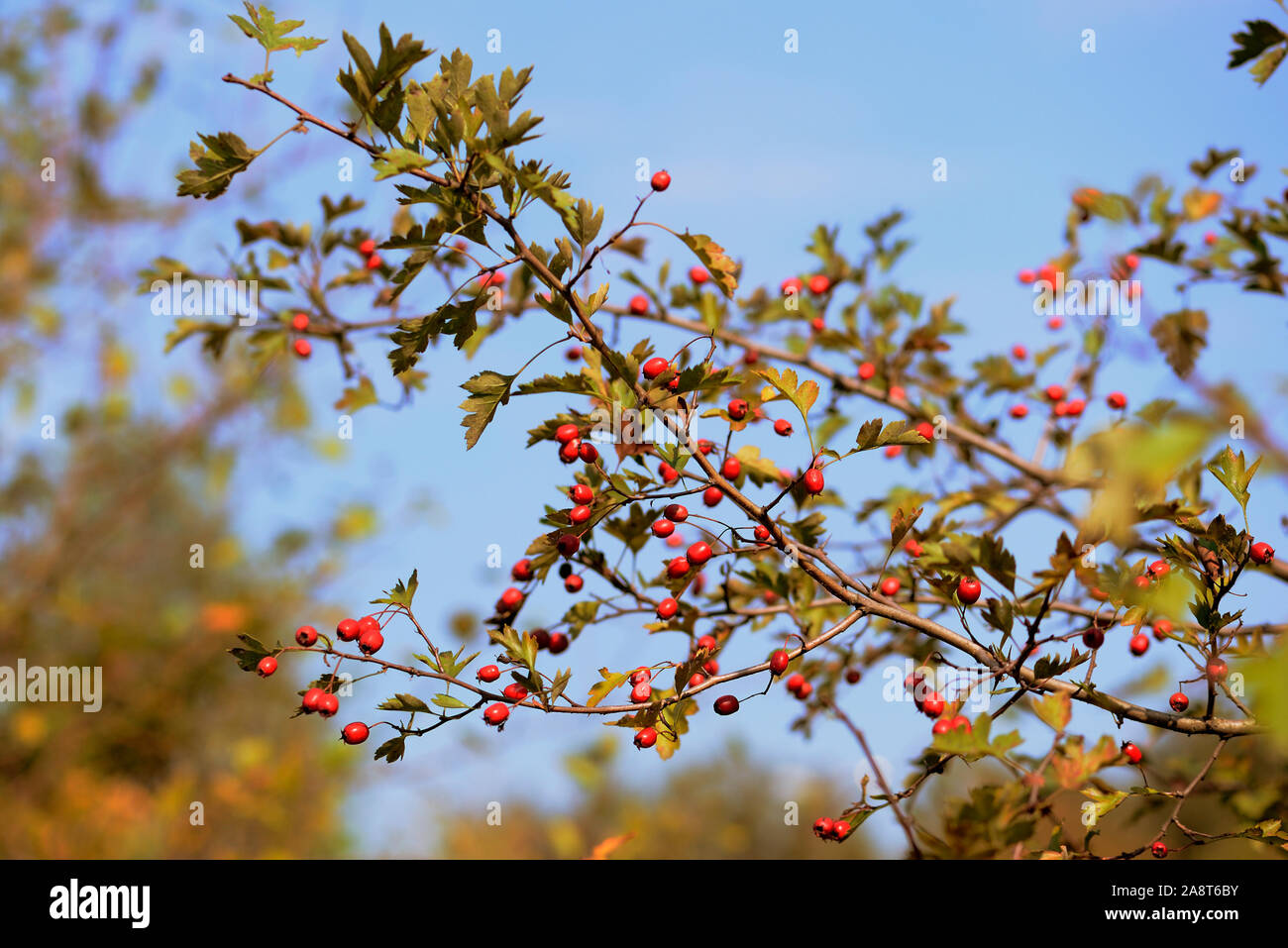 Ripe hawthorn berries on a bush in the autumn forest on a sunny day Stock Photo