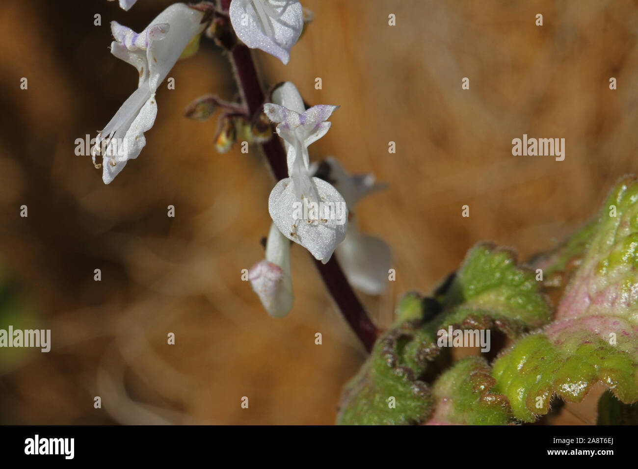 tiny incense plant flowers Latin plectranthus coleoides also known as