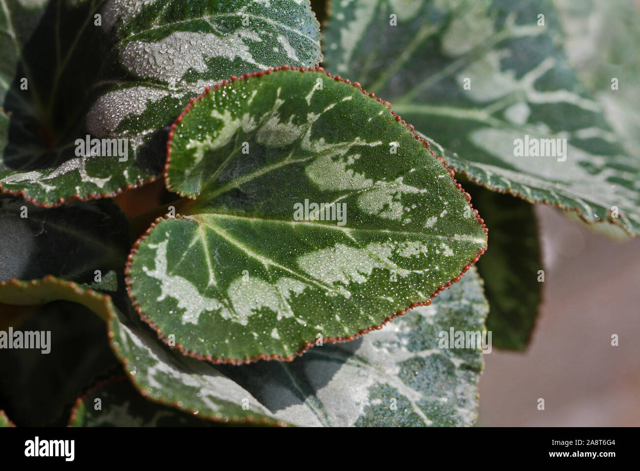 green and white veined cyclamen leaves with raindrops or water droplets close up in the sunshine in the primulaceae or myrsinaceae family Stock Photo
