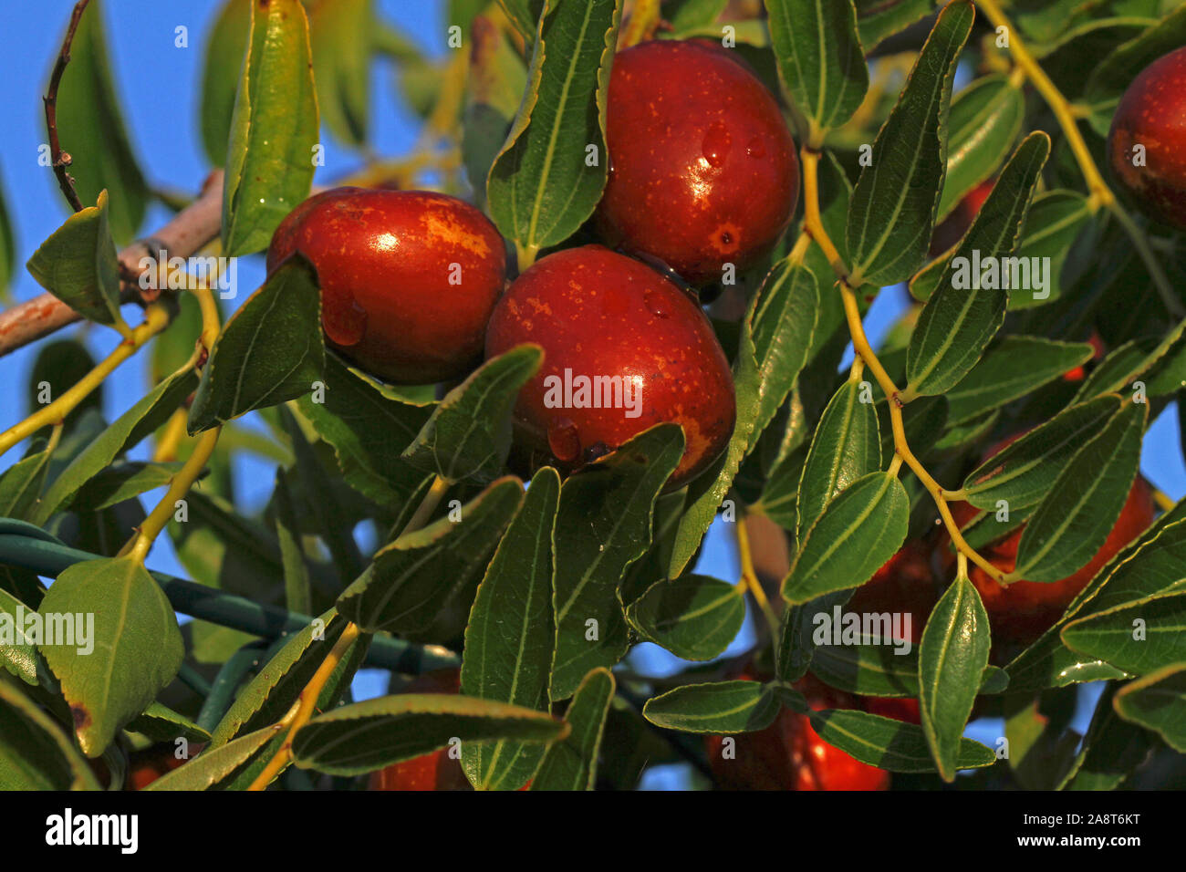 jujube fruit or drupe Latin ziziphus jujuba ripening on a bush or tree in Italy a type of date e.g. red date related to buckthorn family rhamnaceae Stock Photo