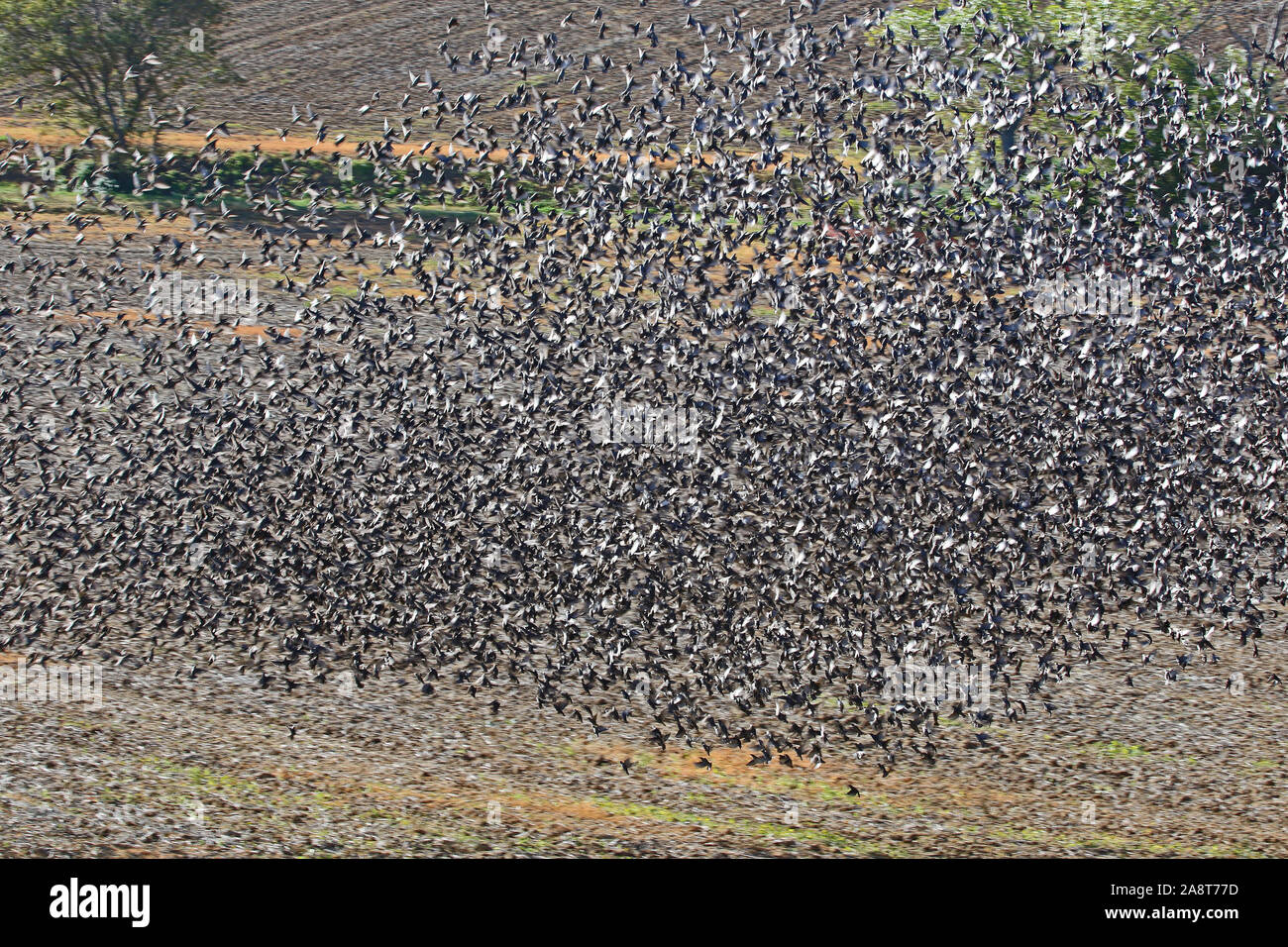 abstract art shot as if inside an enormous flock or murmuration of starlings Latin sturnus vulgaris flying together above a field in rural Italy Stock Photo