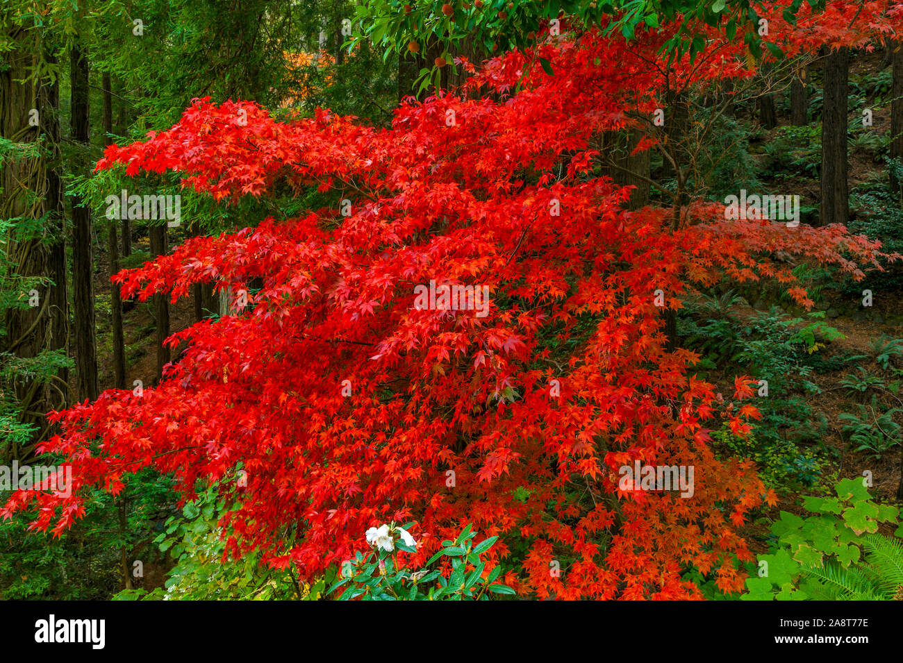 Japanese Maple, Fern Canyon Garden, Mill Valley California Stock Photo