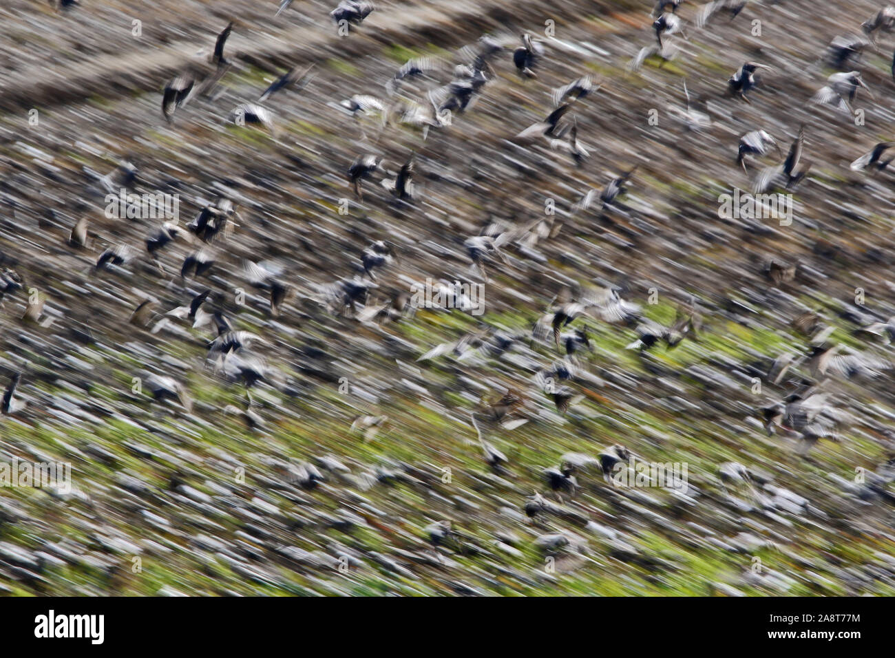abstract art shot as if inside an enormous flock or murmuration of starlings Latin sturnus vulgaris flying together above a field in rural Italy Stock Photo