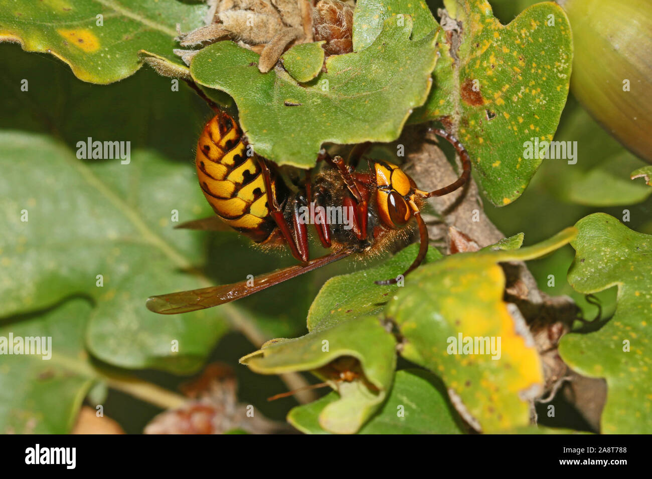 massive-european-hornet-latin-vespa-crabro-also-called-calabrone