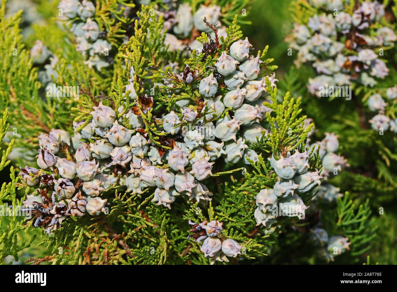 thuja tree foliage and small cones setting seed variety thuja orientalis Latin arbor-vitae cupressaceae close up in autumn or fall in Italy Stock Photo