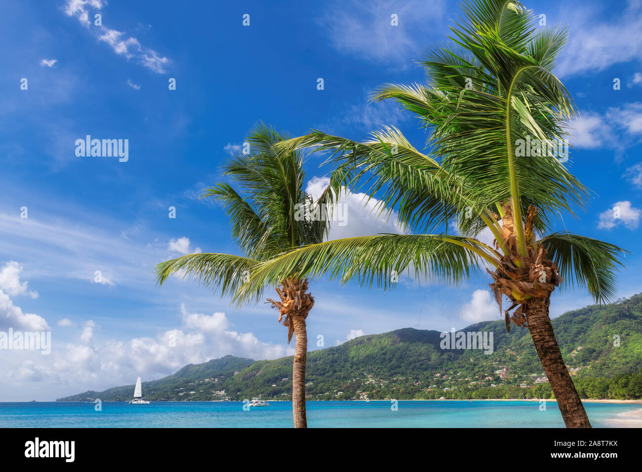 Palm trees on Sunny beach Stock Photo - Alamy