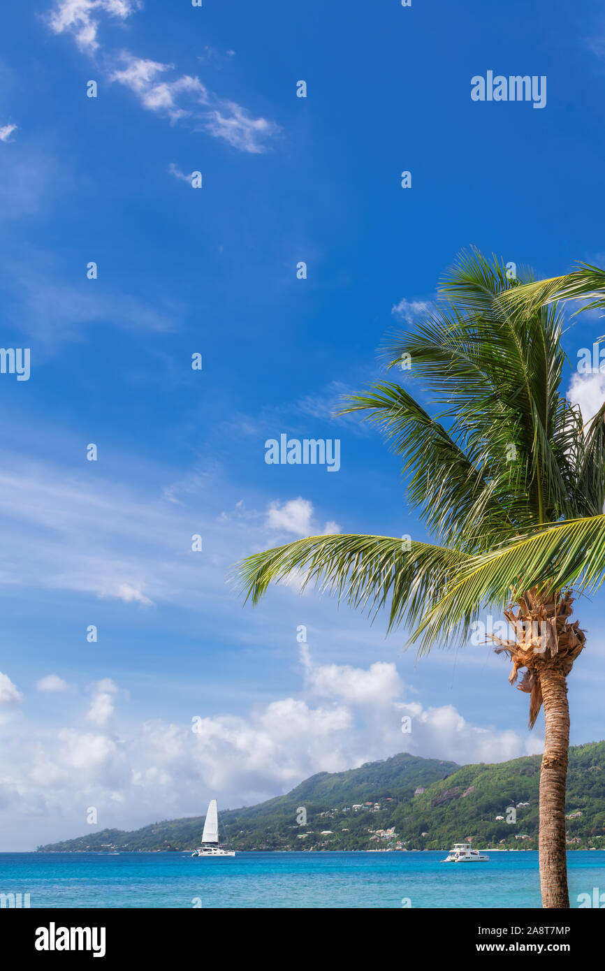 Palm trees on Sunny beach Stock Photo - Alamy