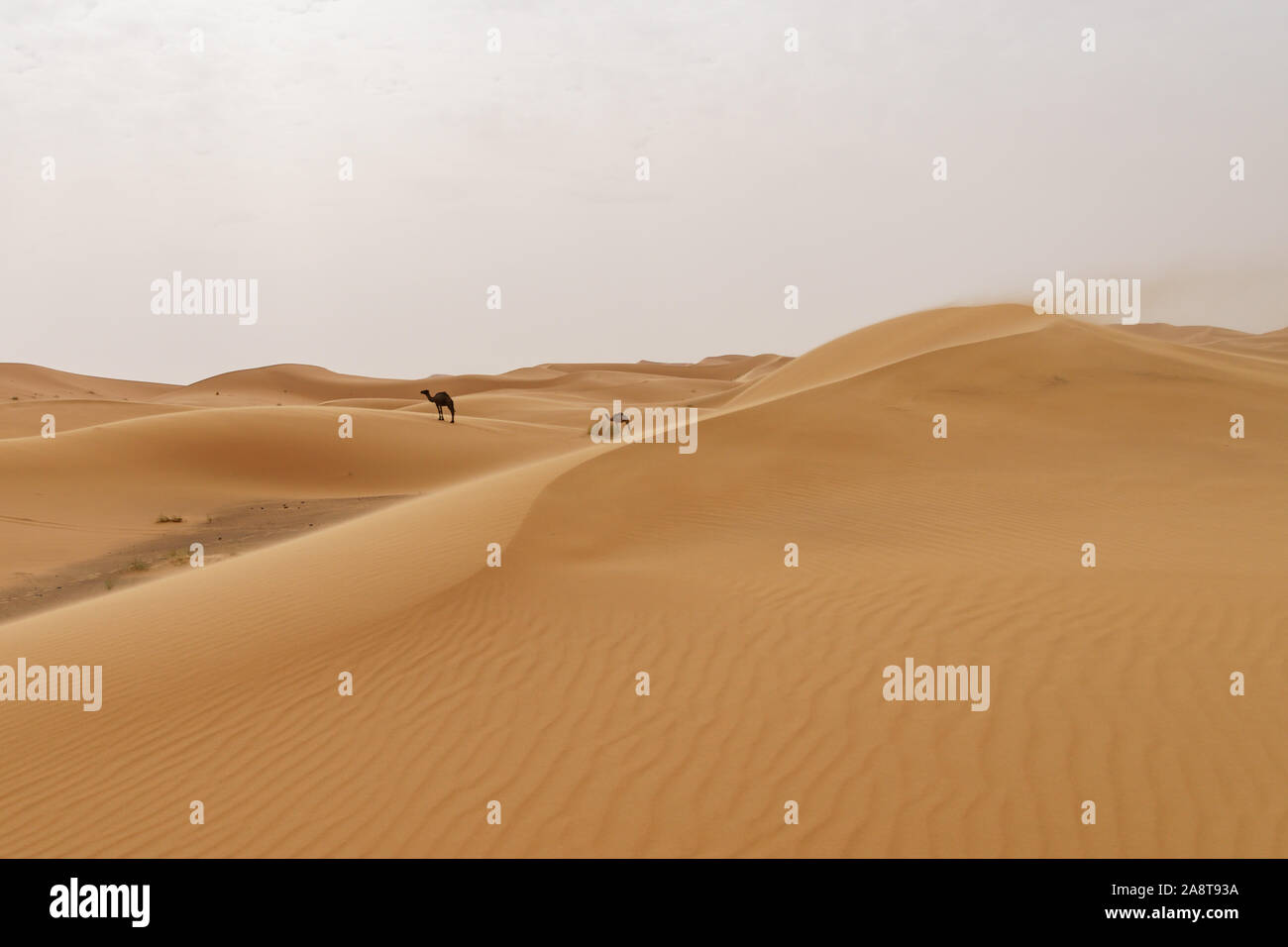 Sand dunes in the moroccan desert Stock Photo