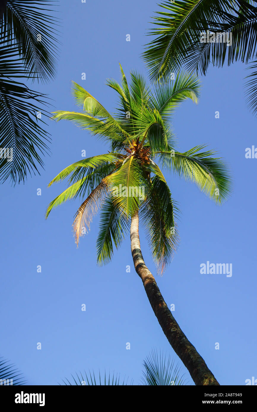 Low angle view of palm trees on a beach hi-res stock photography and ...
