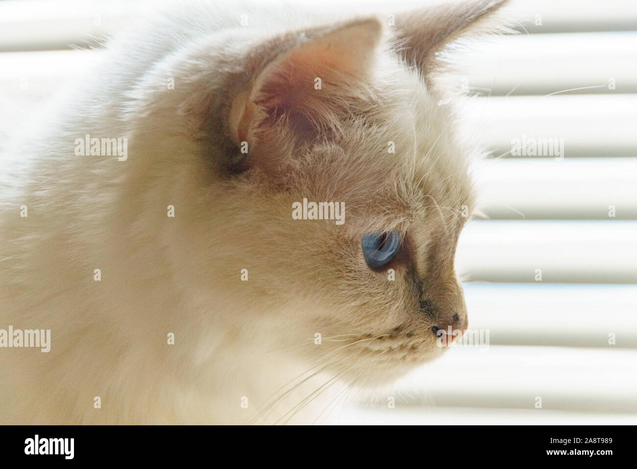 Perfil of a white Birman cat with blue eyes Stock Photo