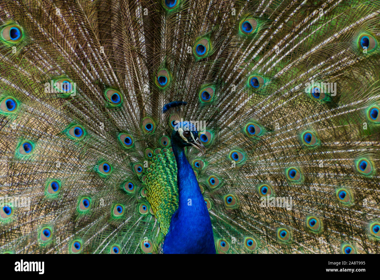 Fully open male royal peacok Stock Photo