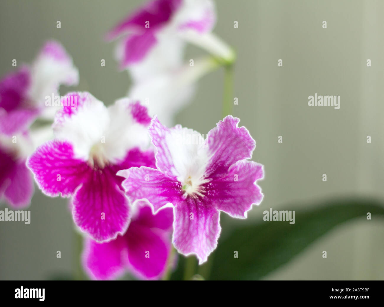 Beautiful blooming flower streptocarpus pink and white. Stock Photo