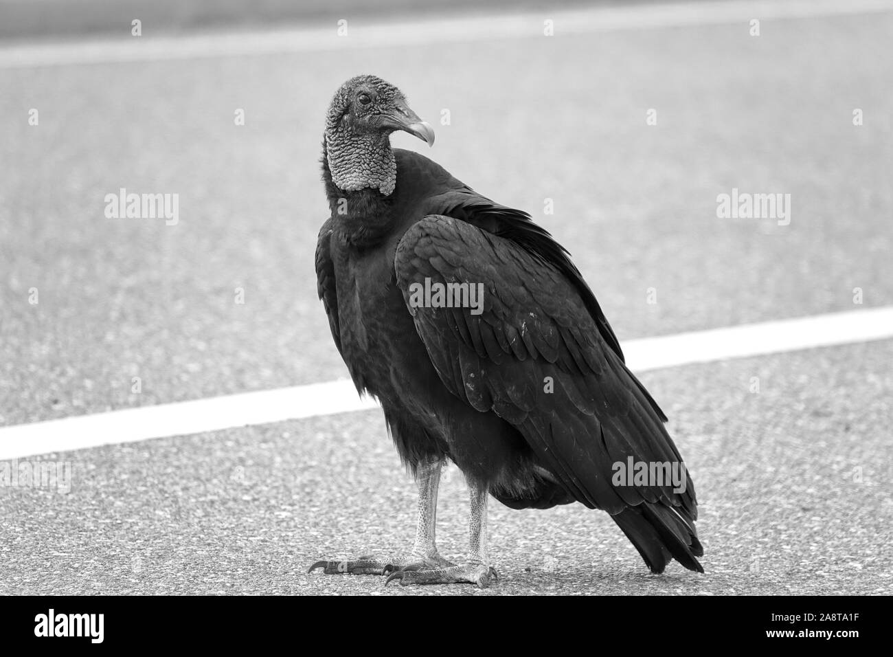 American black vulture (Coragyps atratus) in Florida, USA Stock Photo