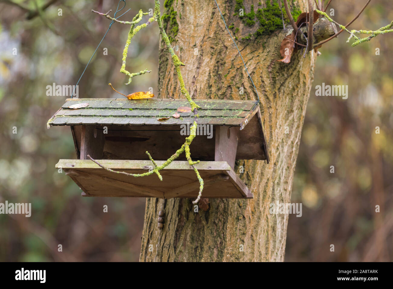 Old Bird Food House Hangs On A Walnut Tree With Autumnal Foliage