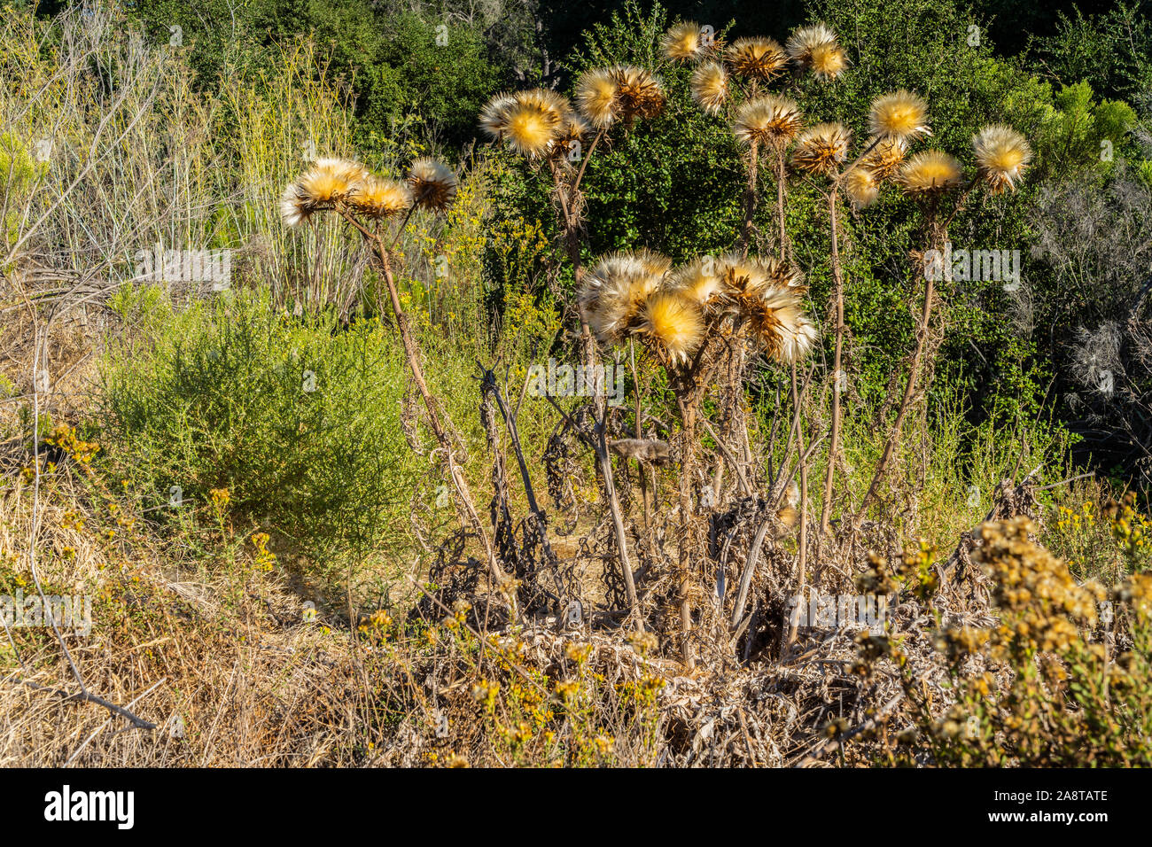 group of thistle plants with seed pods Stock Photo