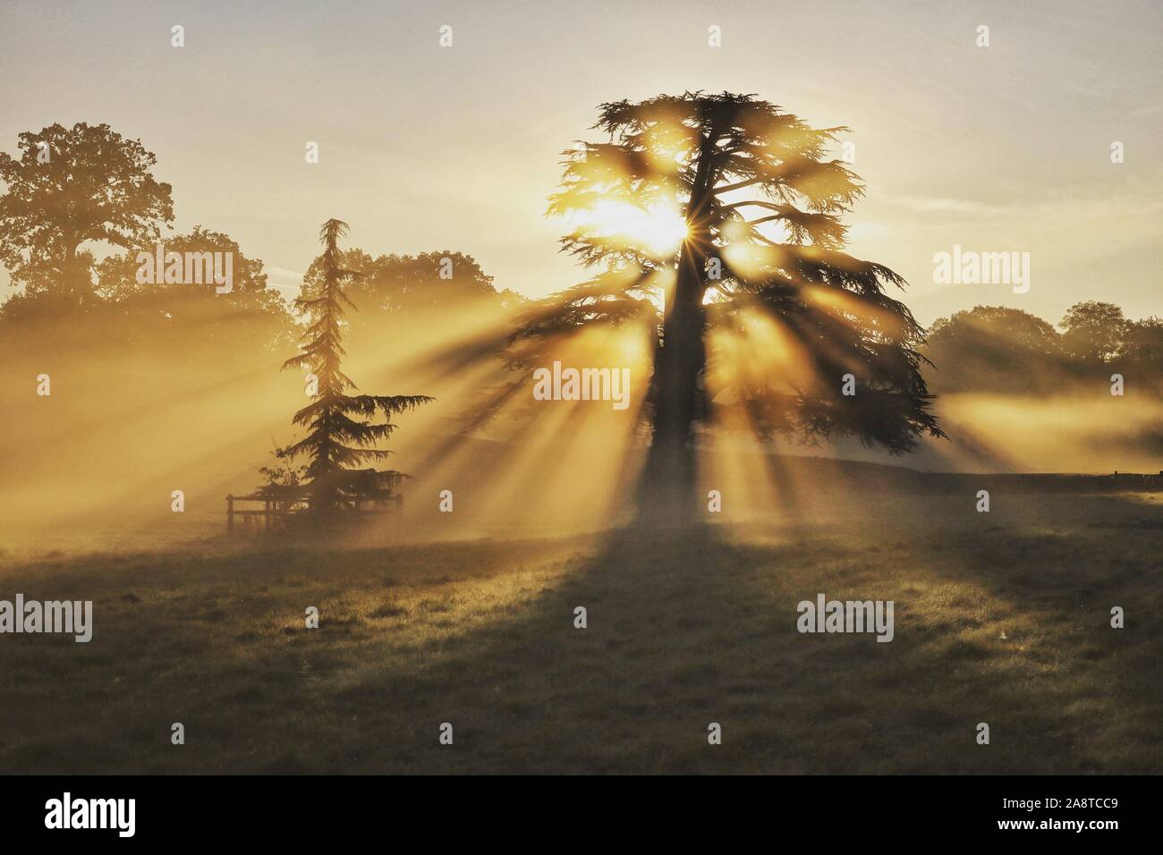 A morning sunrise woodland scene at Bushy Park, London England Stock Photo
