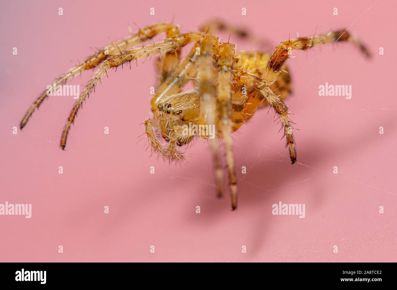 A orange-brown common garden spider inside on a pink background Stock Photo