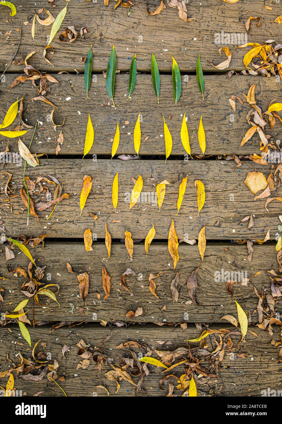 Leaves lined up on a wooden floor, each line changing colour in the representation of changing seasons, from green, yellow, orange to brown Stock Photo