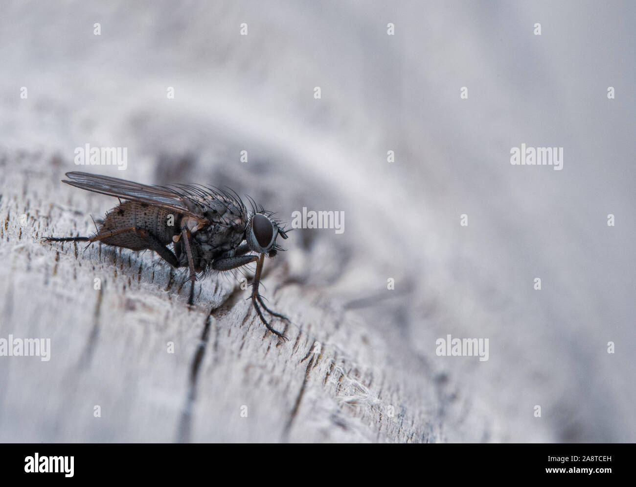 A insect resting on wood Stock Photo