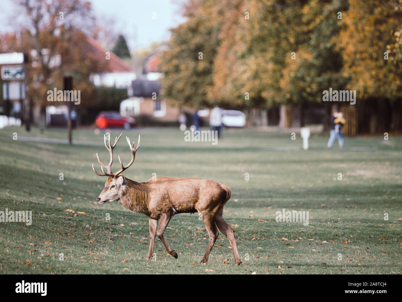 A lone red deer stag at Bushy Park, London England, Taken a cold autumn morning Stock Photo