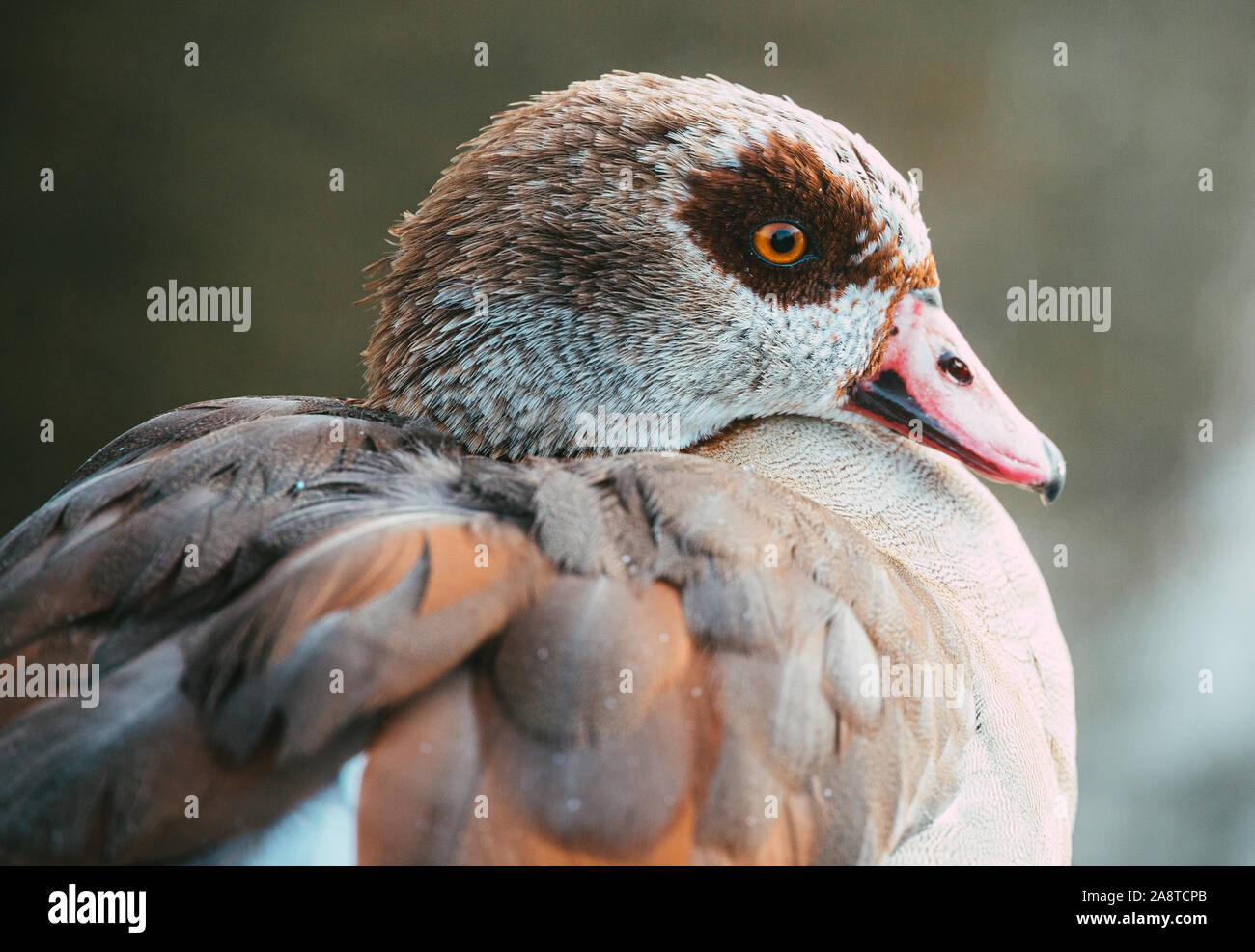 1 bird hi-res stock photography and images - Alamy