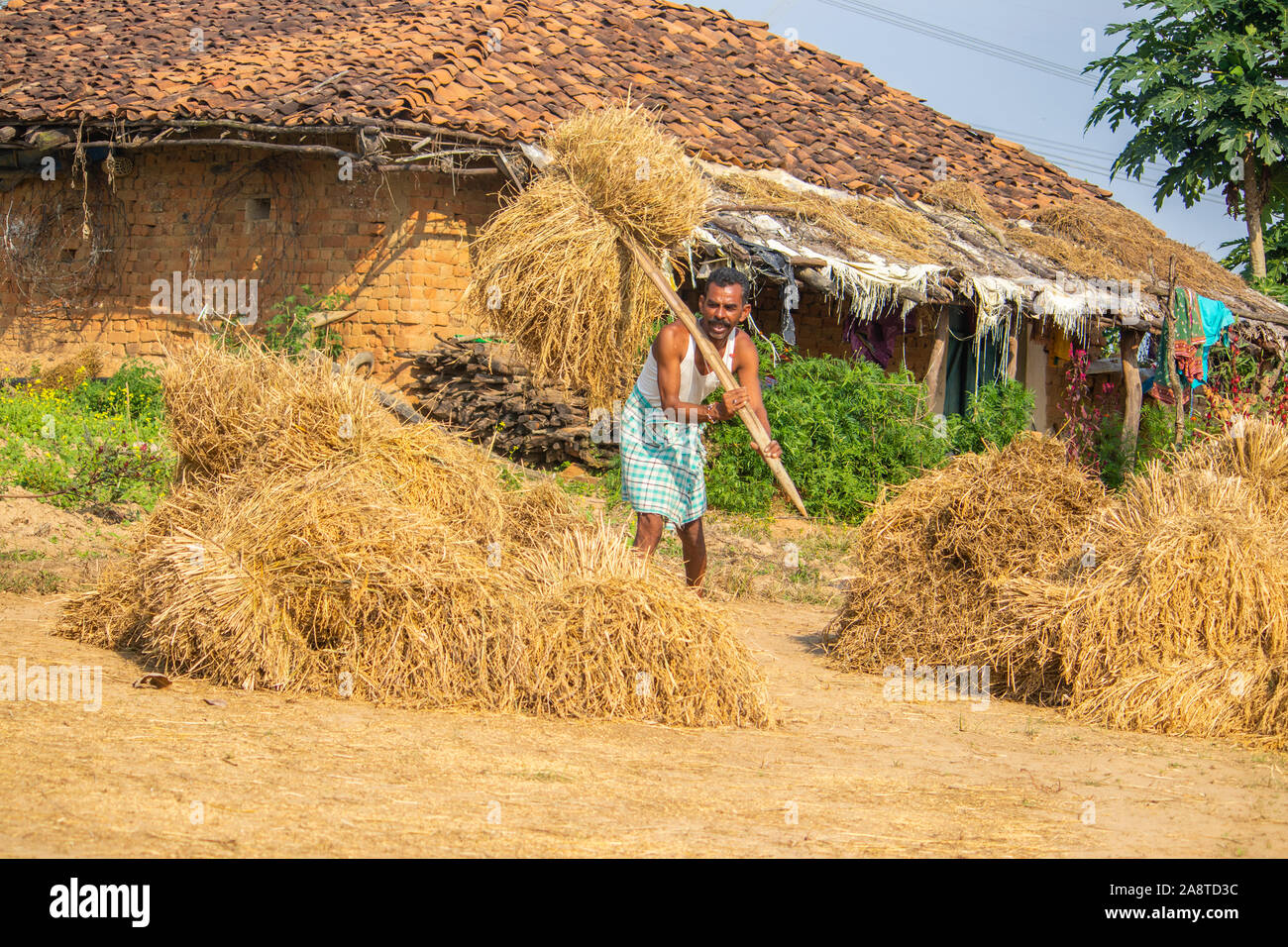 SIJHORA-INDIA,NOVEMBER-10,2019: Farmer is carrying rice bundles in the field in Madhya pradesh. Stock Photo