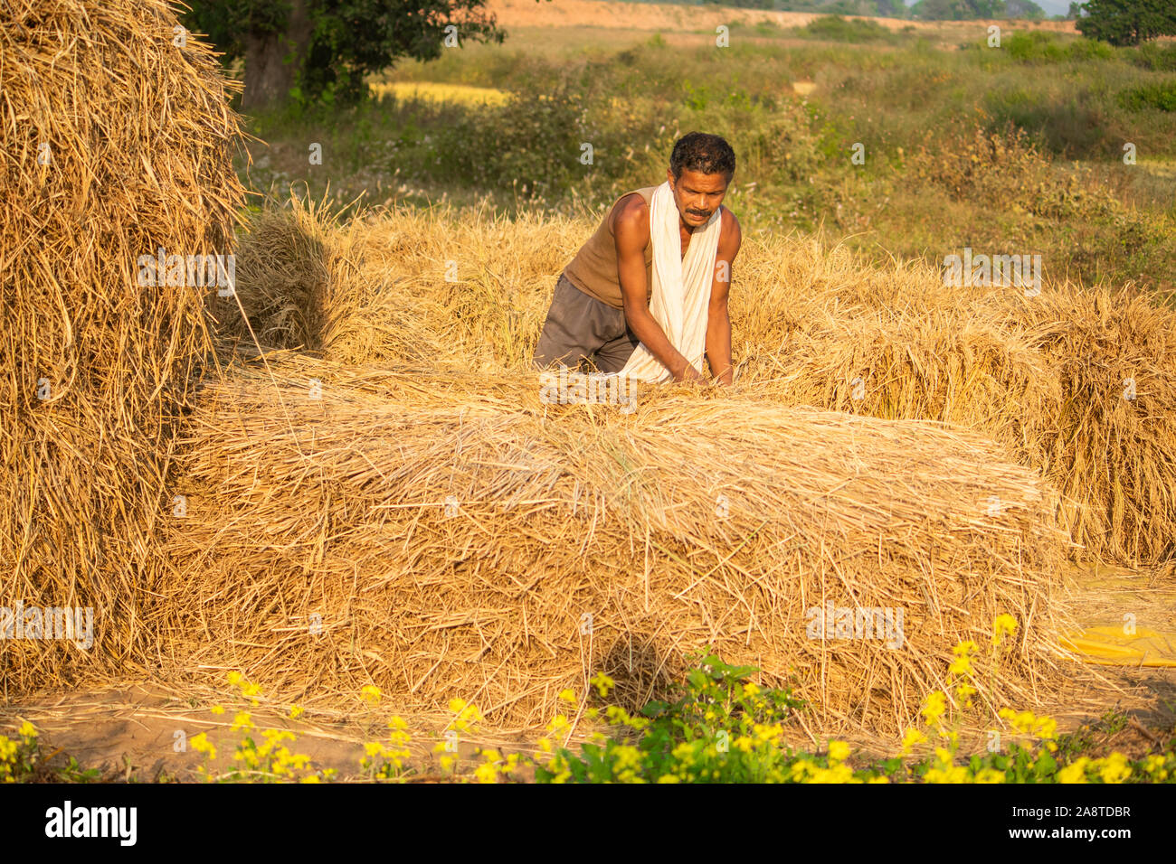 Farmer is collecting Rice stack in the Field in sijhora,Madhya pradesh. Stock Photo